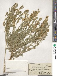 Genista tinctoria image