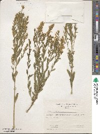 Genista tinctoria image