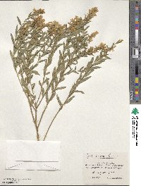 Genista tinctoria image