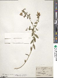 Genista tinctoria image