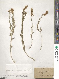 Genista tinctoria image