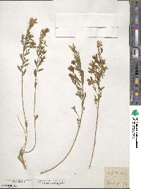 Genista tinctoria image