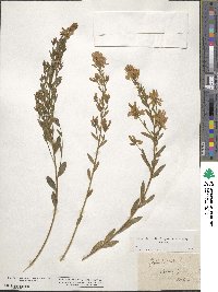 Genista tinctoria image