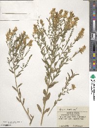 Genista tinctoria image