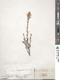 Genista tinctoria image