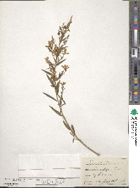 Genista tinctoria image