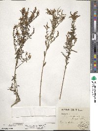 Genista tinctoria image