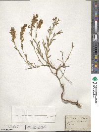 Genista tinctoria image