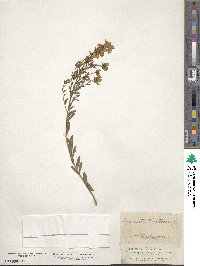 Genista tinctoria image