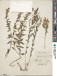 Genista tinctoria image