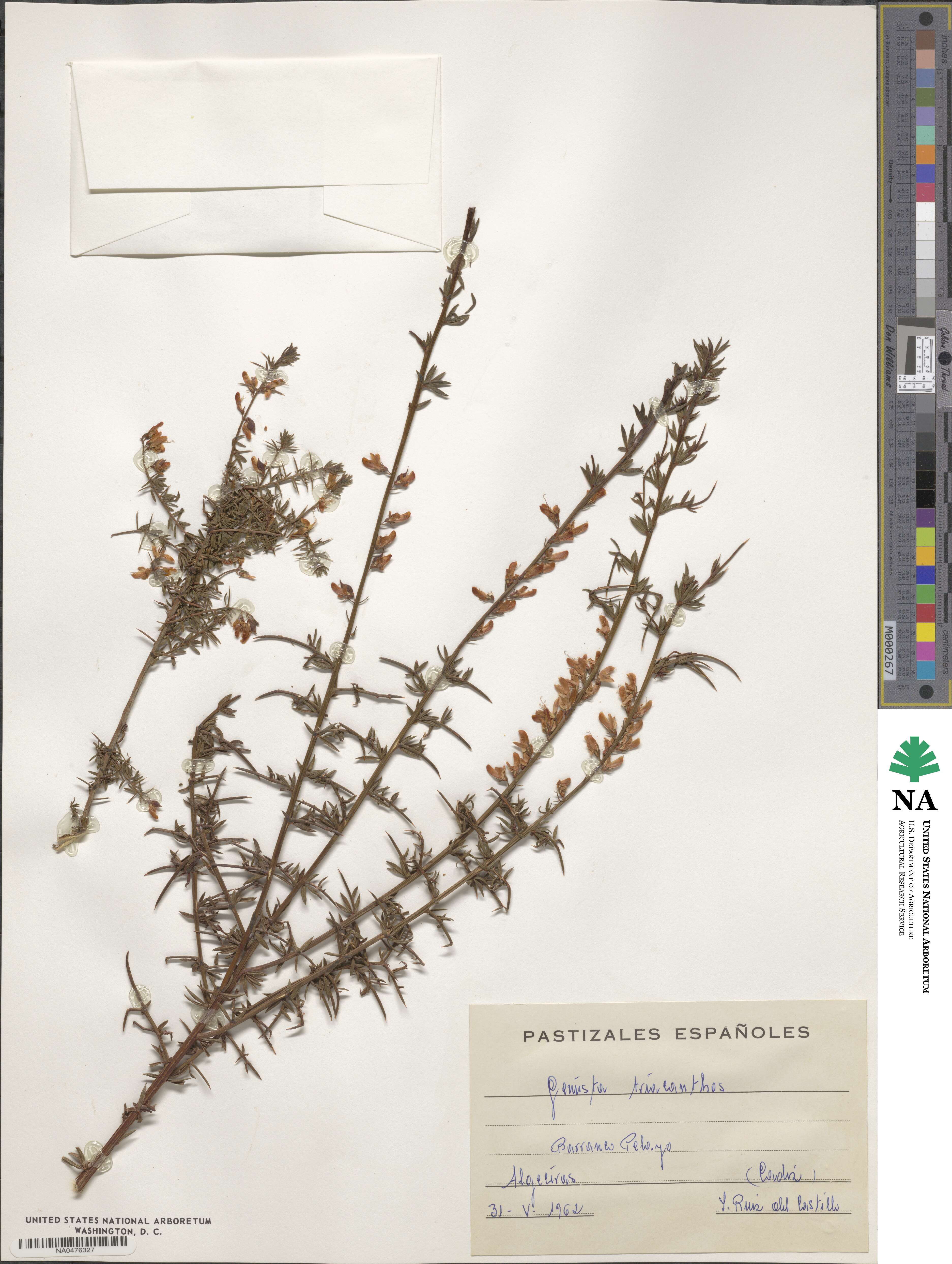 Genista triacanthos image