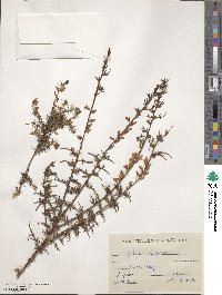 Genista triacanthos image