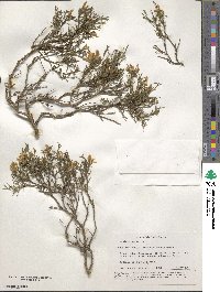 Genista verae image