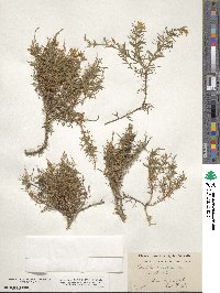 Image of Genista anatolica