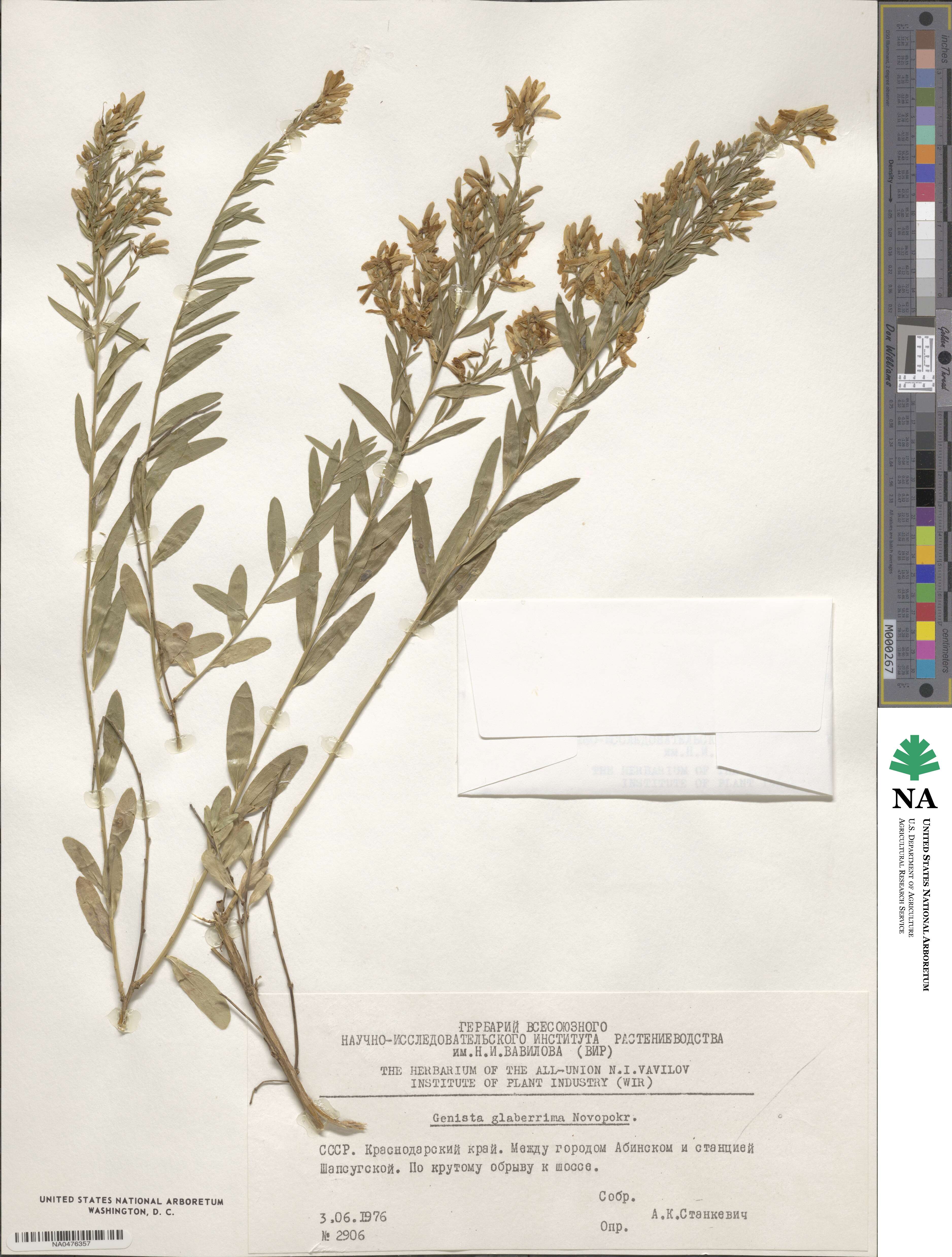 Genista suanica image