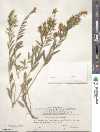 Image of Genista suanica