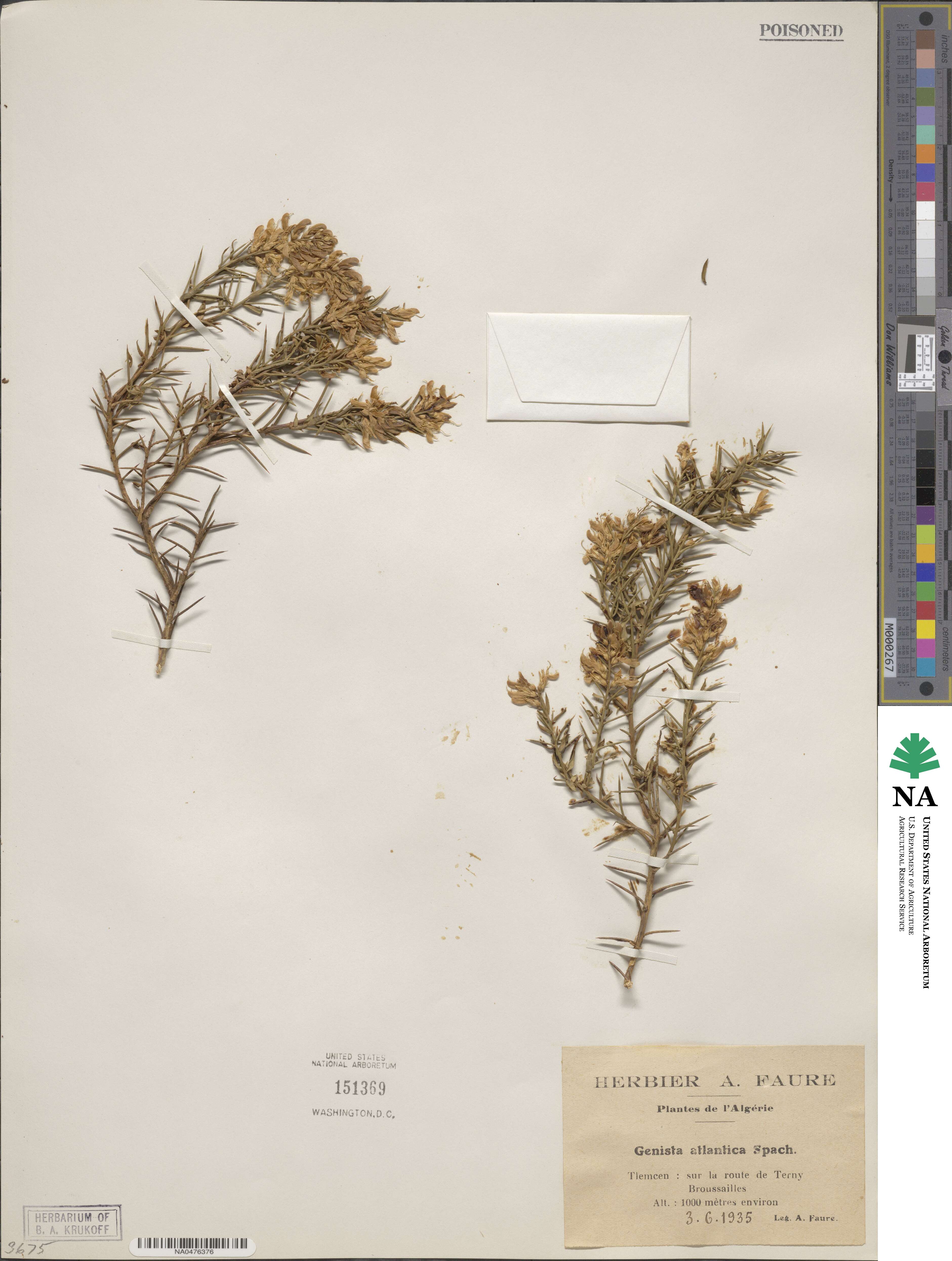 Genista hirsuta subsp. erioclada image