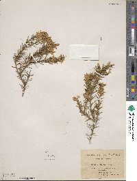 Genista hirsuta image