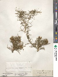 Genista cephalantha image