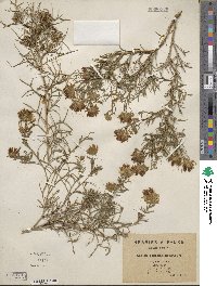 Genista cephalantha image