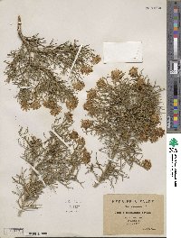 Genista cephalantha image