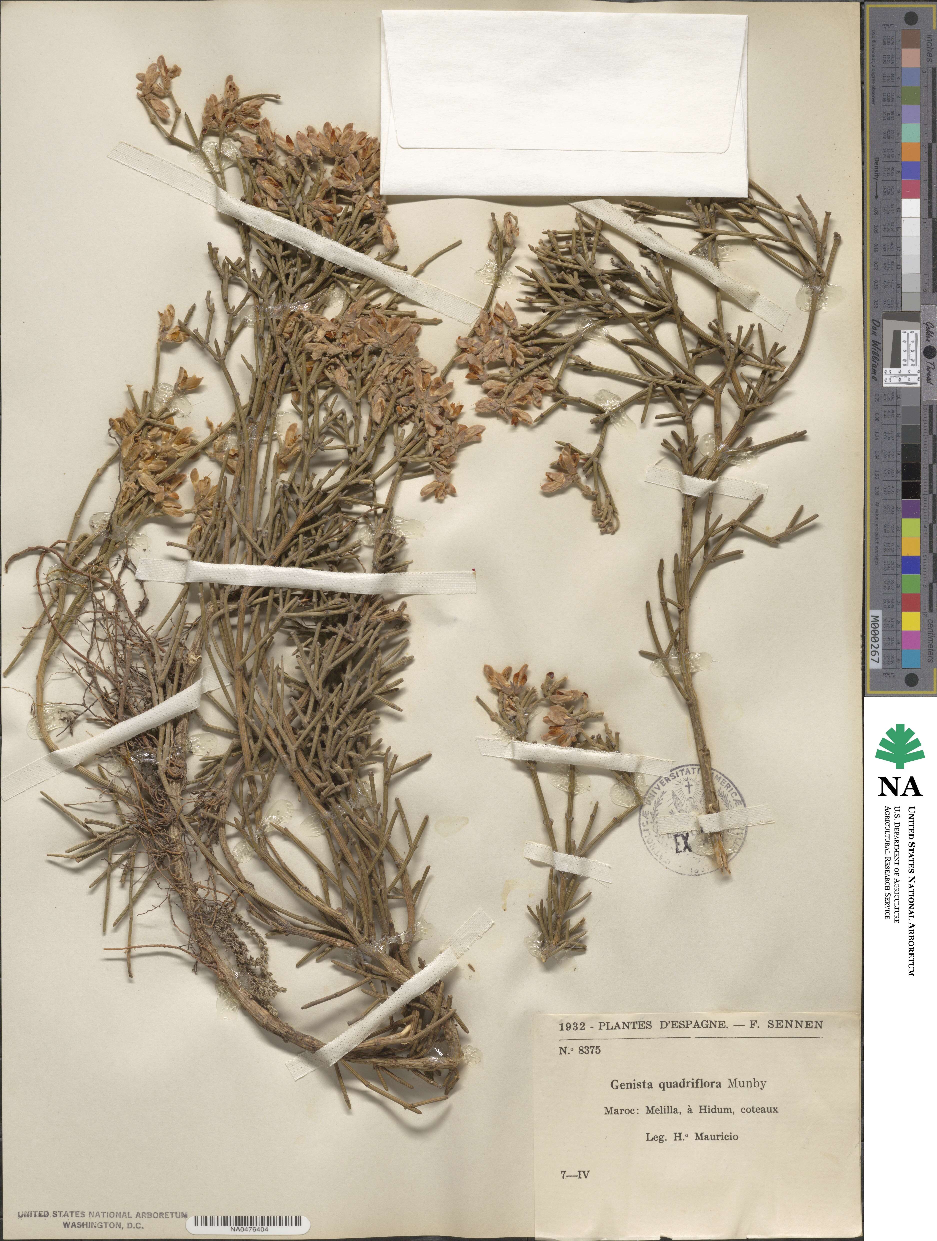 Genista quadriflora image
