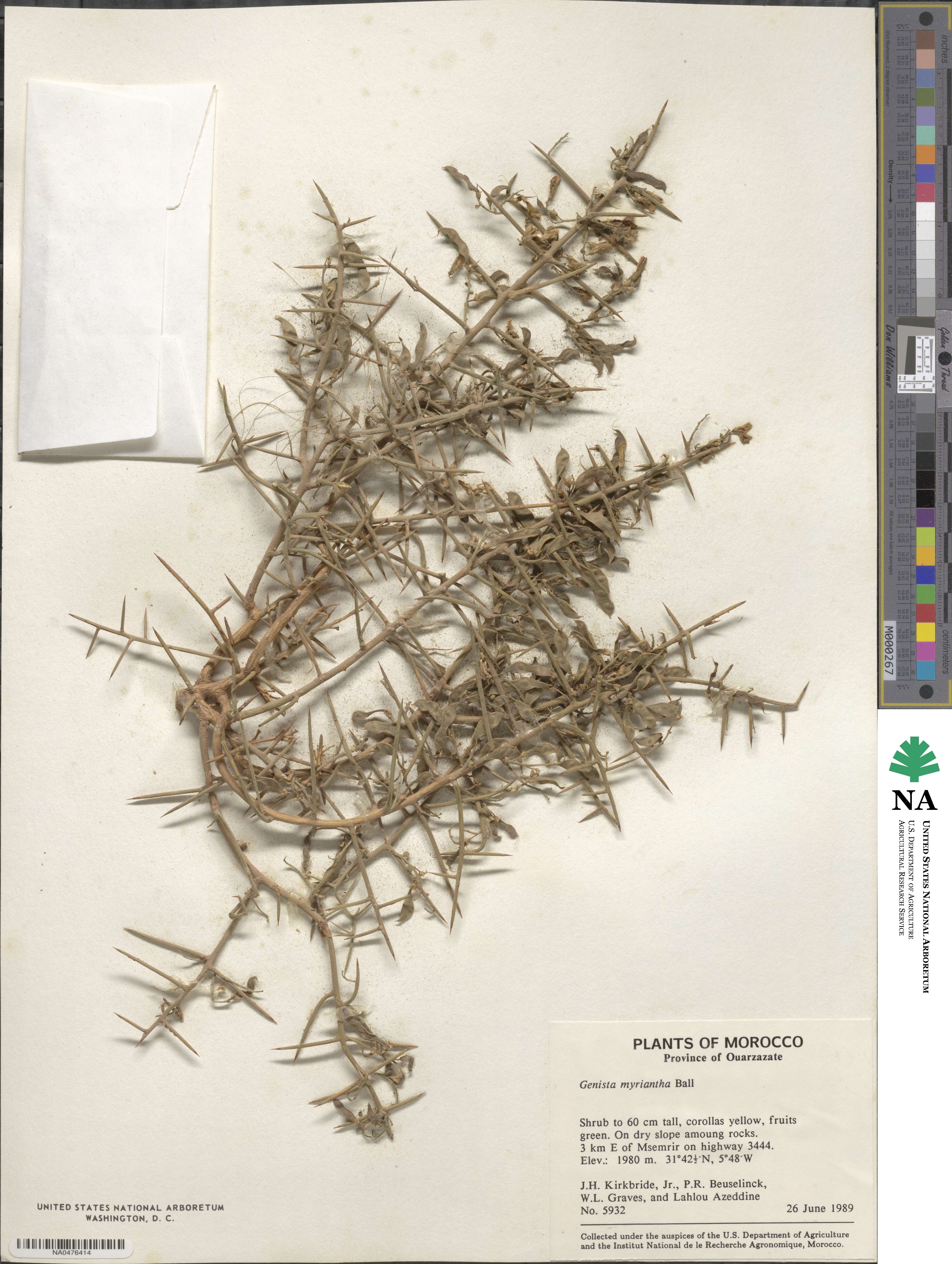 Genista scorpius image