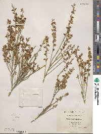 Genista spartioides image