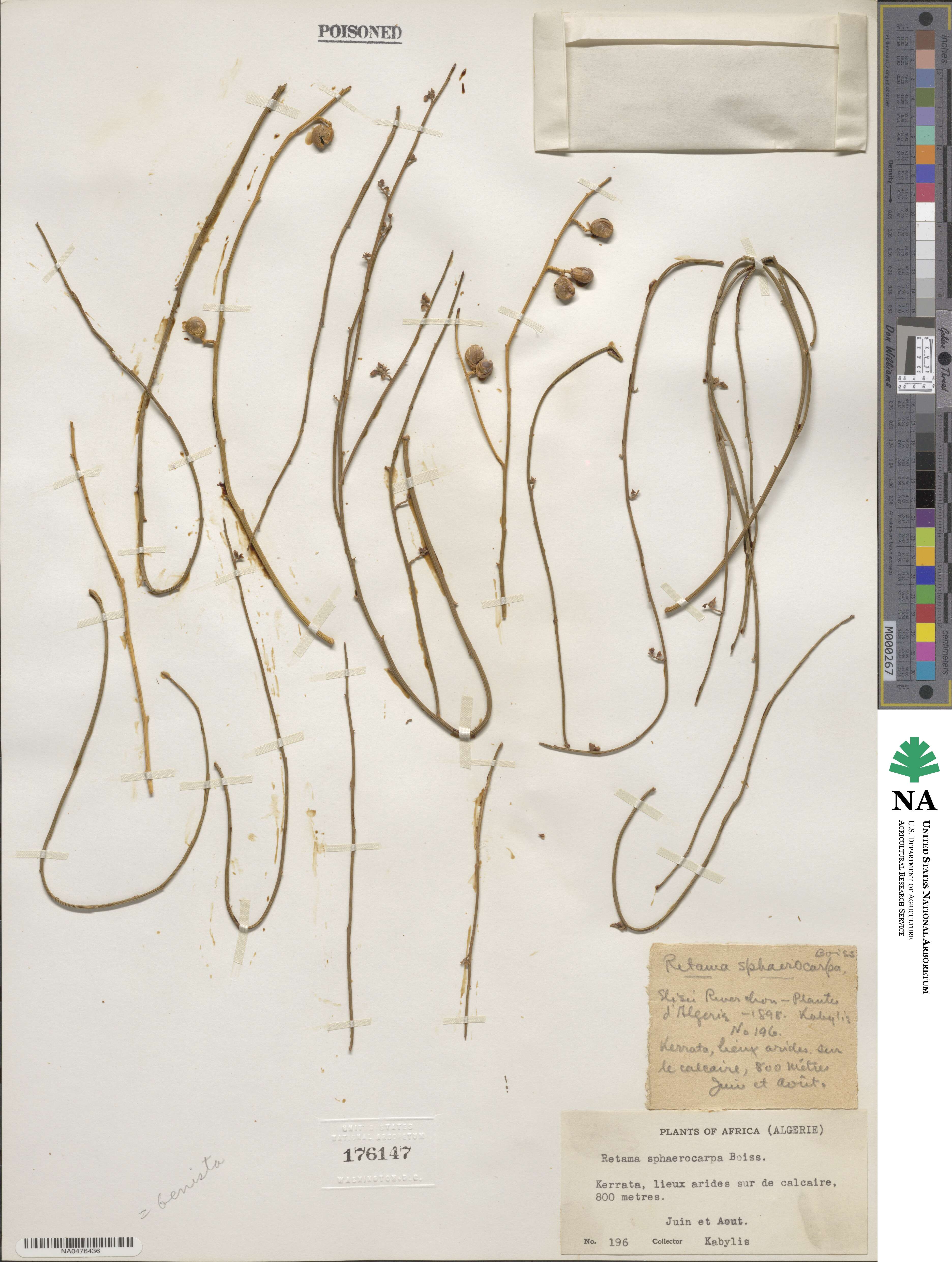 Retama sphaerocarpa image