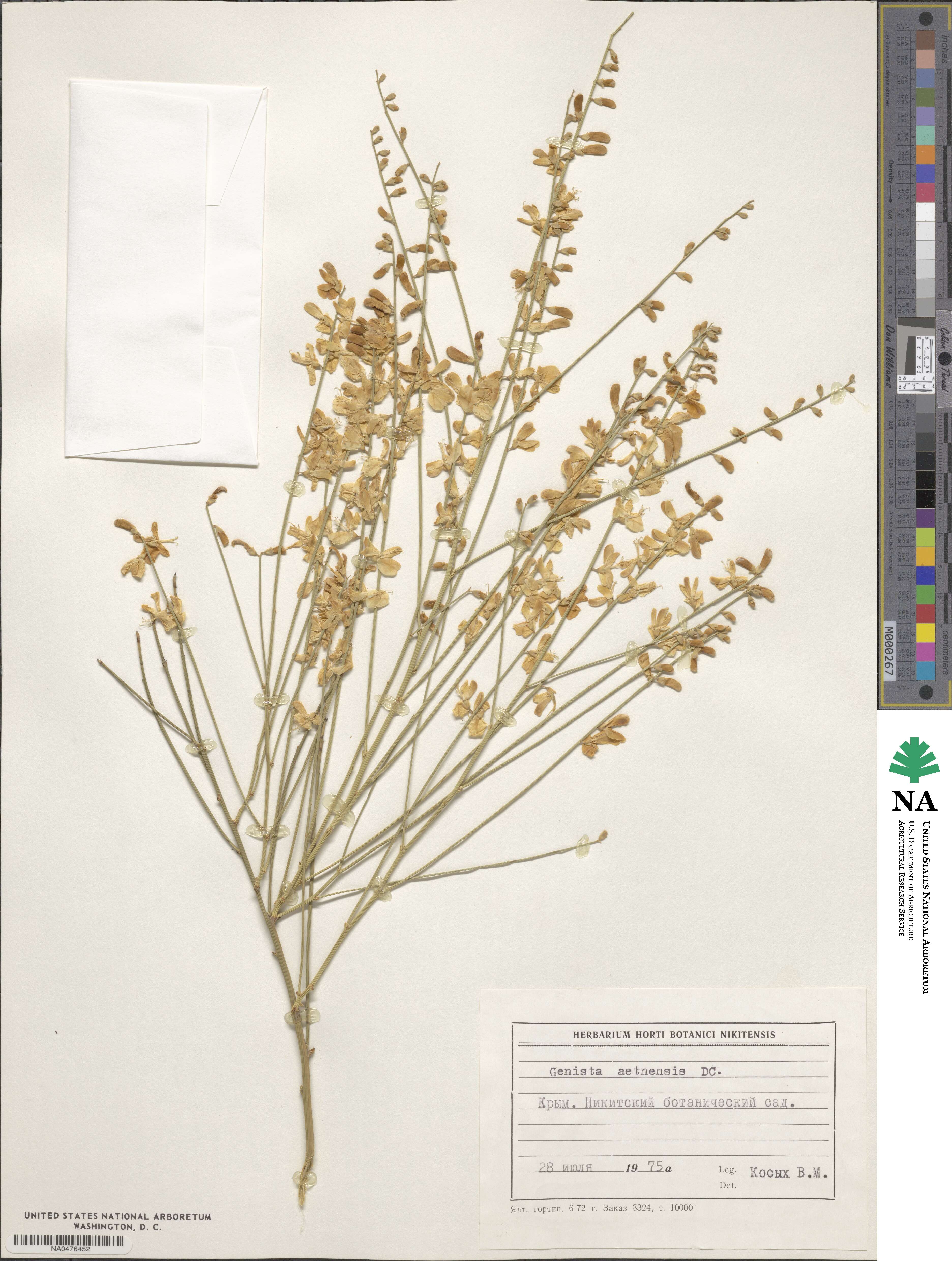 Genista aetnensis image