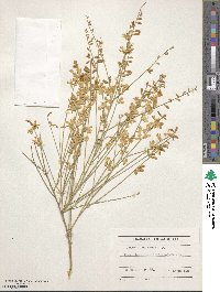 Genista aetnensis image