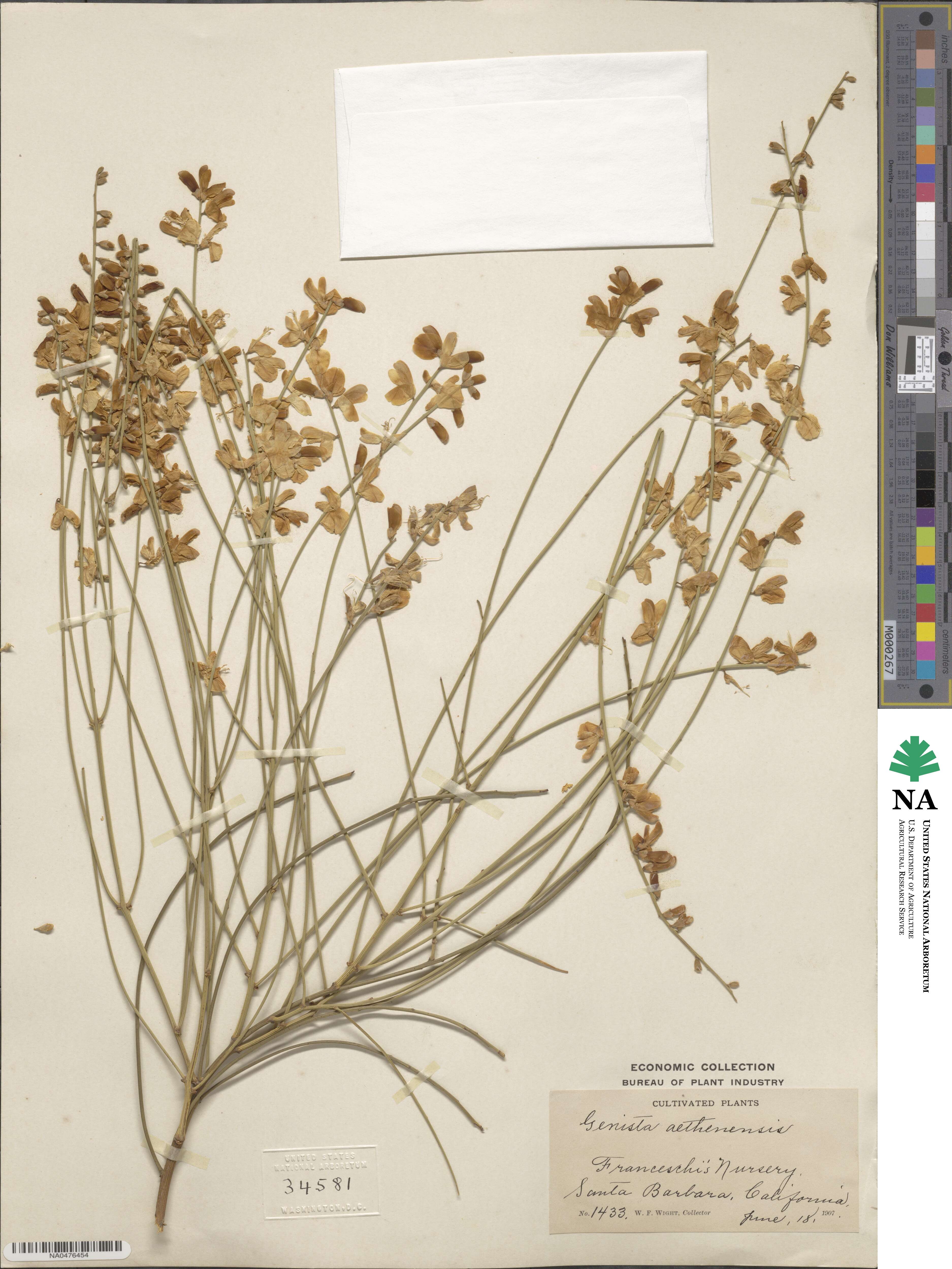 Genista aetnensis image