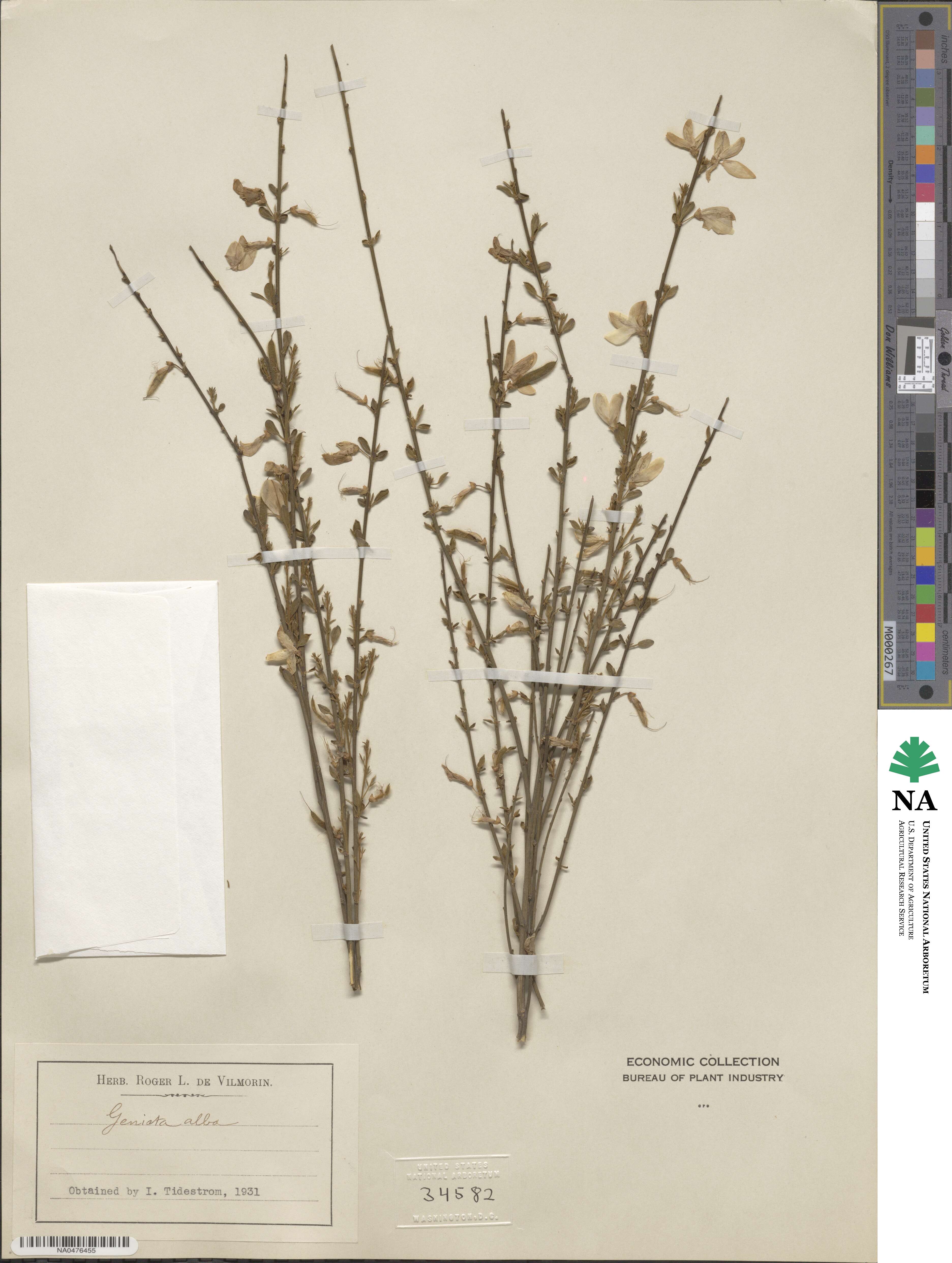 Cytisus multiflorus image