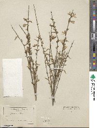 Cytisus multiflorus image