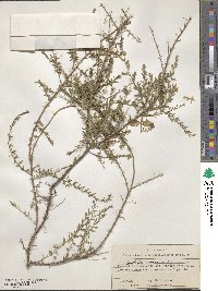 Genista anglica image