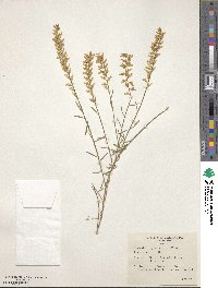 Image of Genista depressa