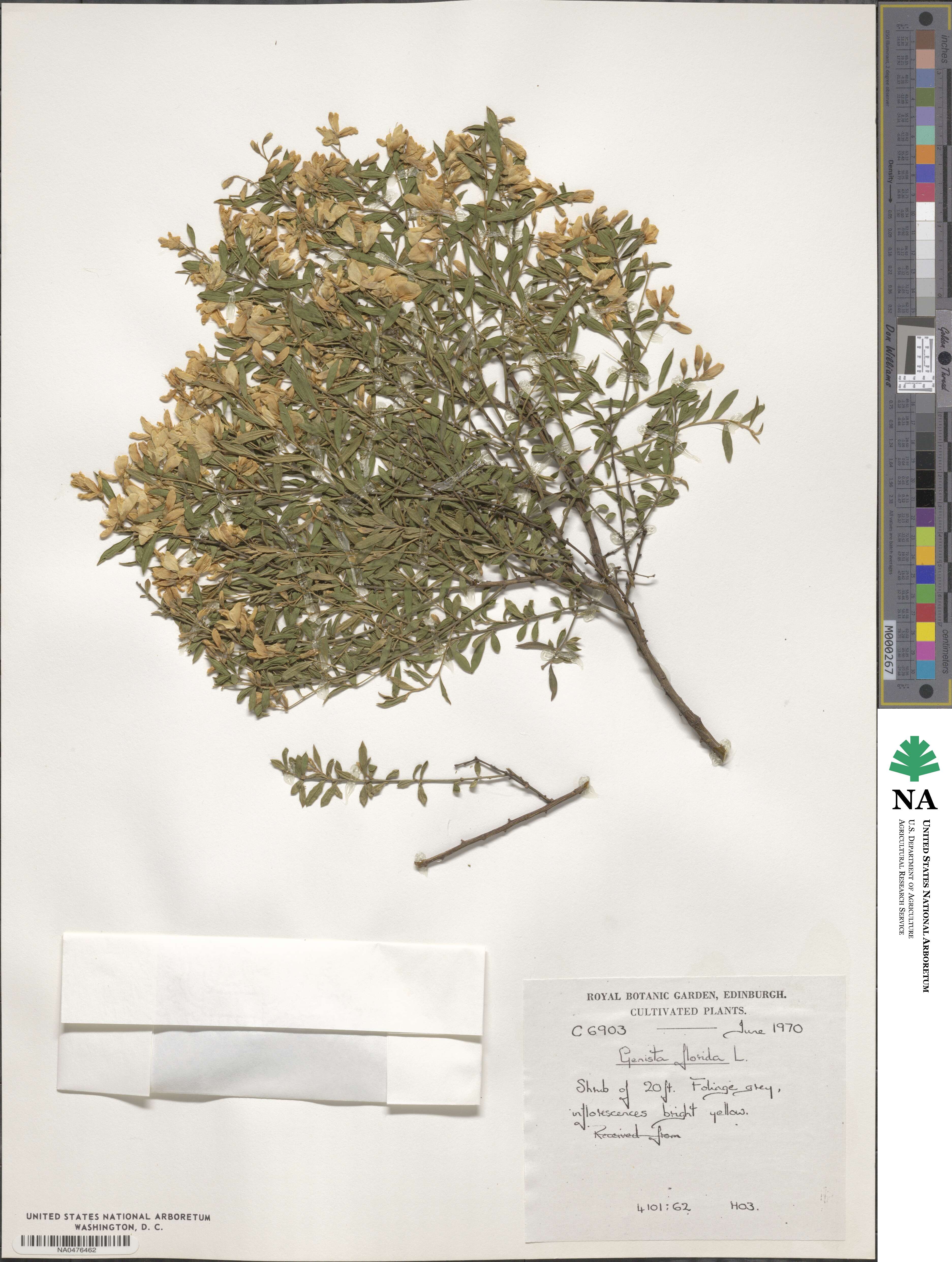 Genista florida image