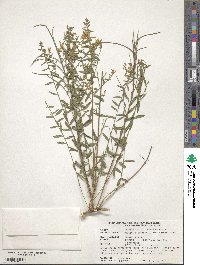 Genista germanica image