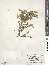 Genista germanica image