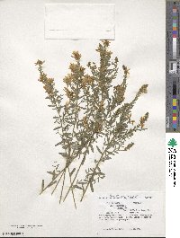 Genista germanica image