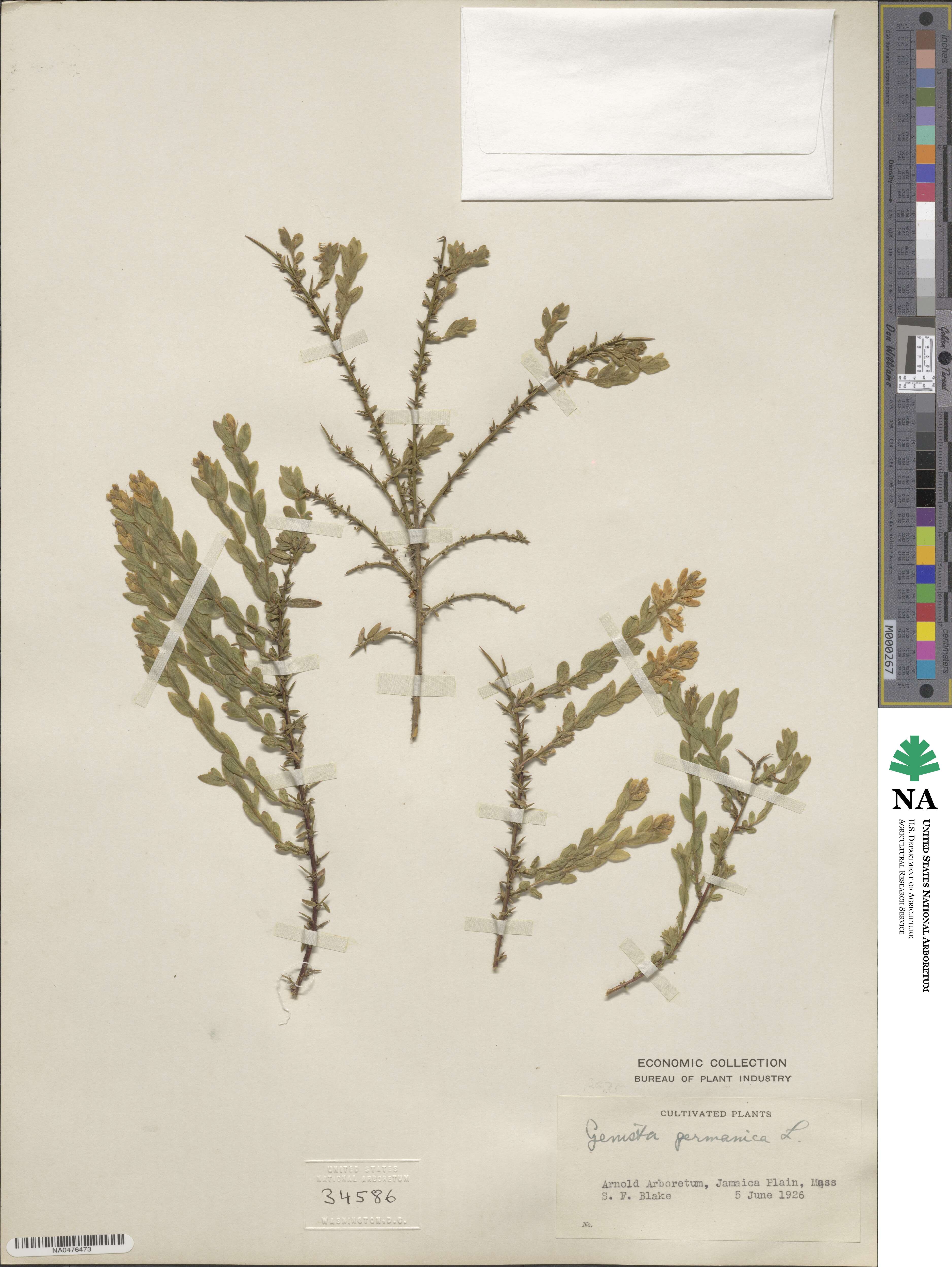 Genista germanica image