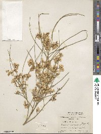 Genista monosperma image