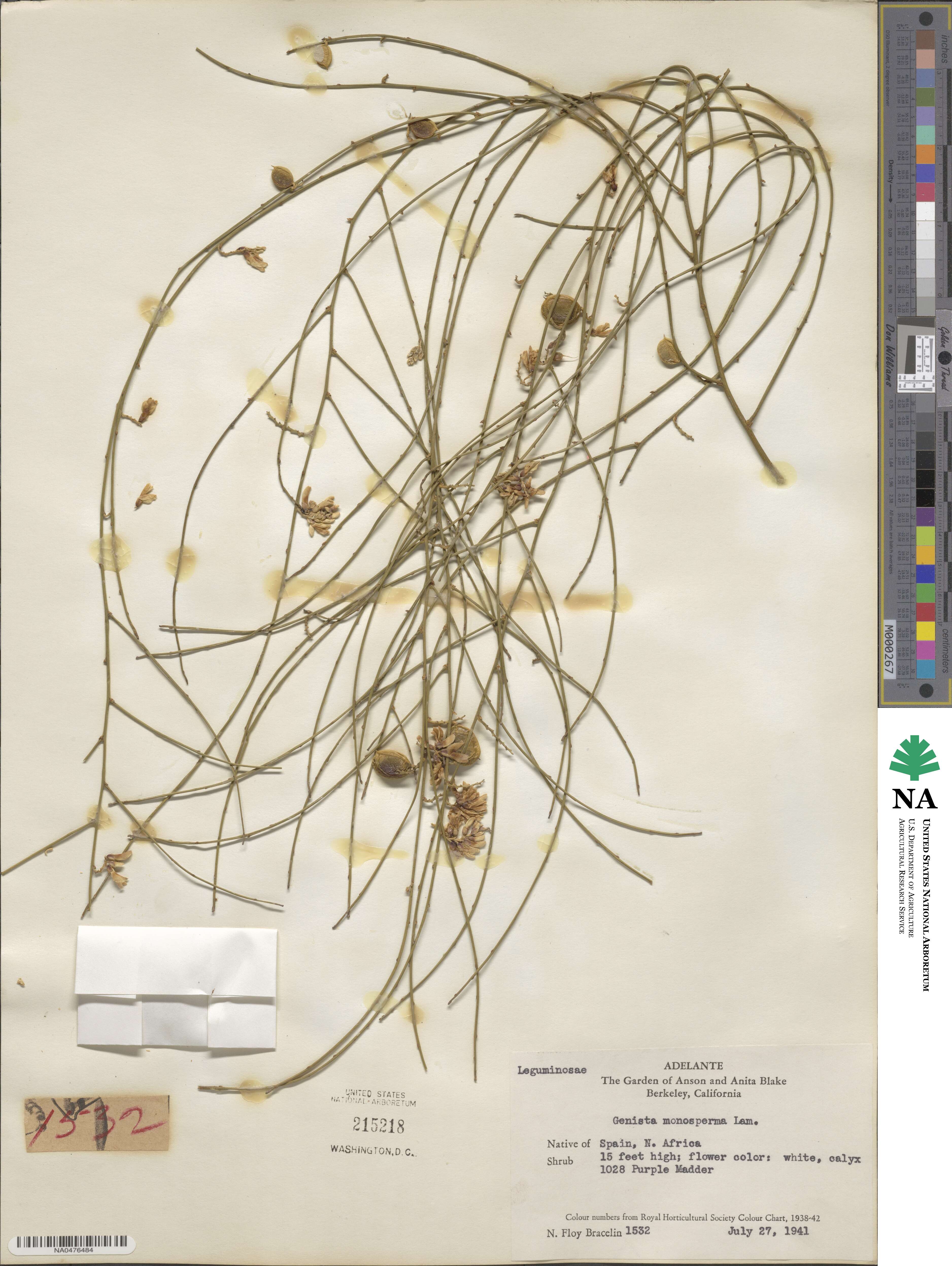Genista monosperma image