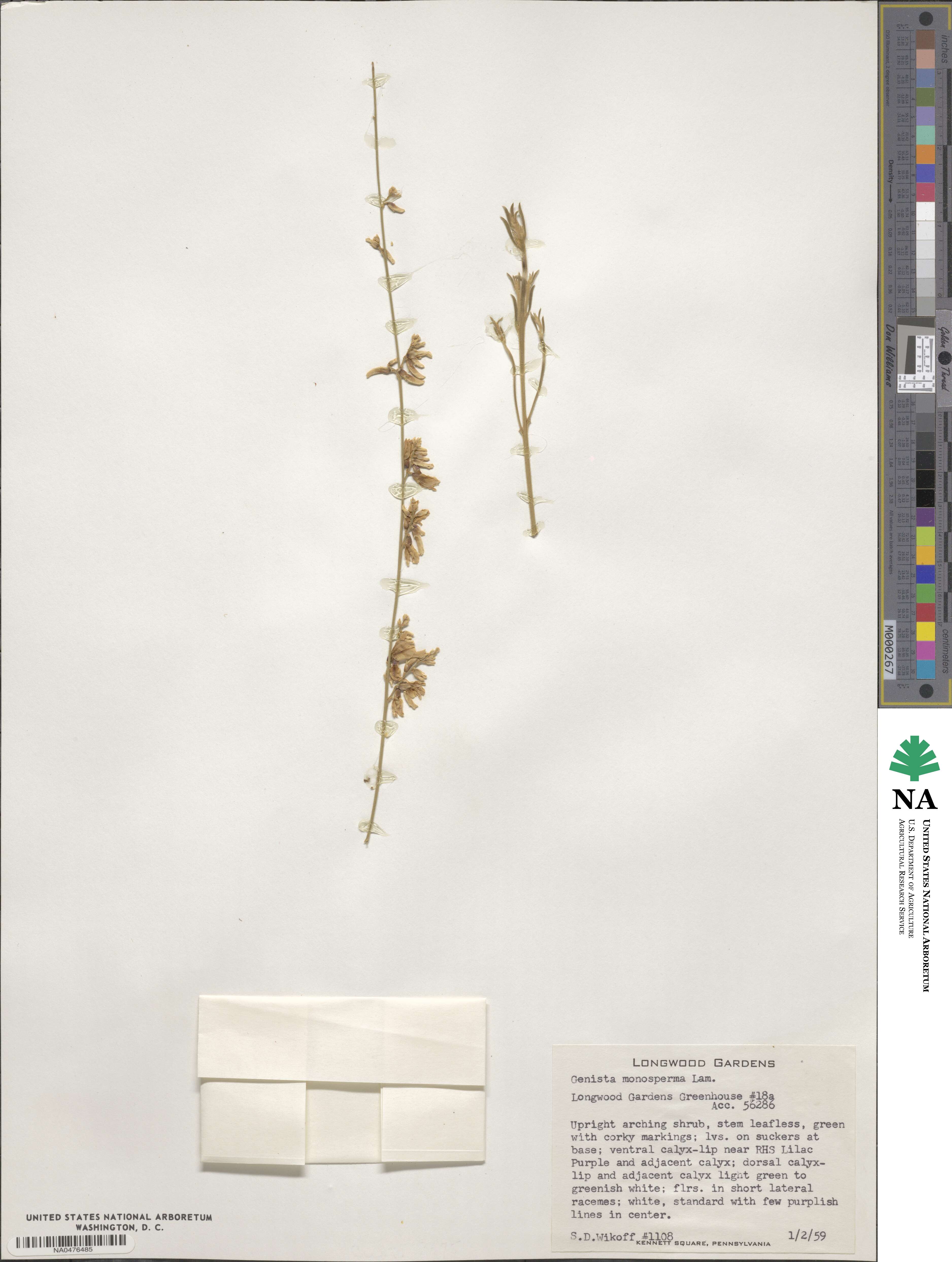Genista monosperma image