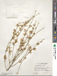 Genista monosperma image