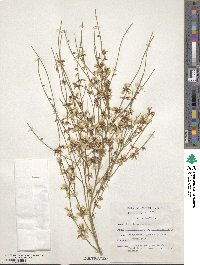 Genista monosperma image