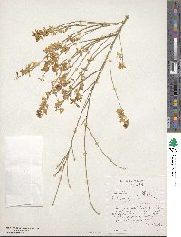 Genista monosperma image