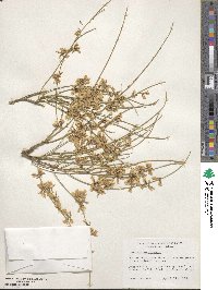 Genista monosperma image