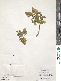 Cytisus nigricans image