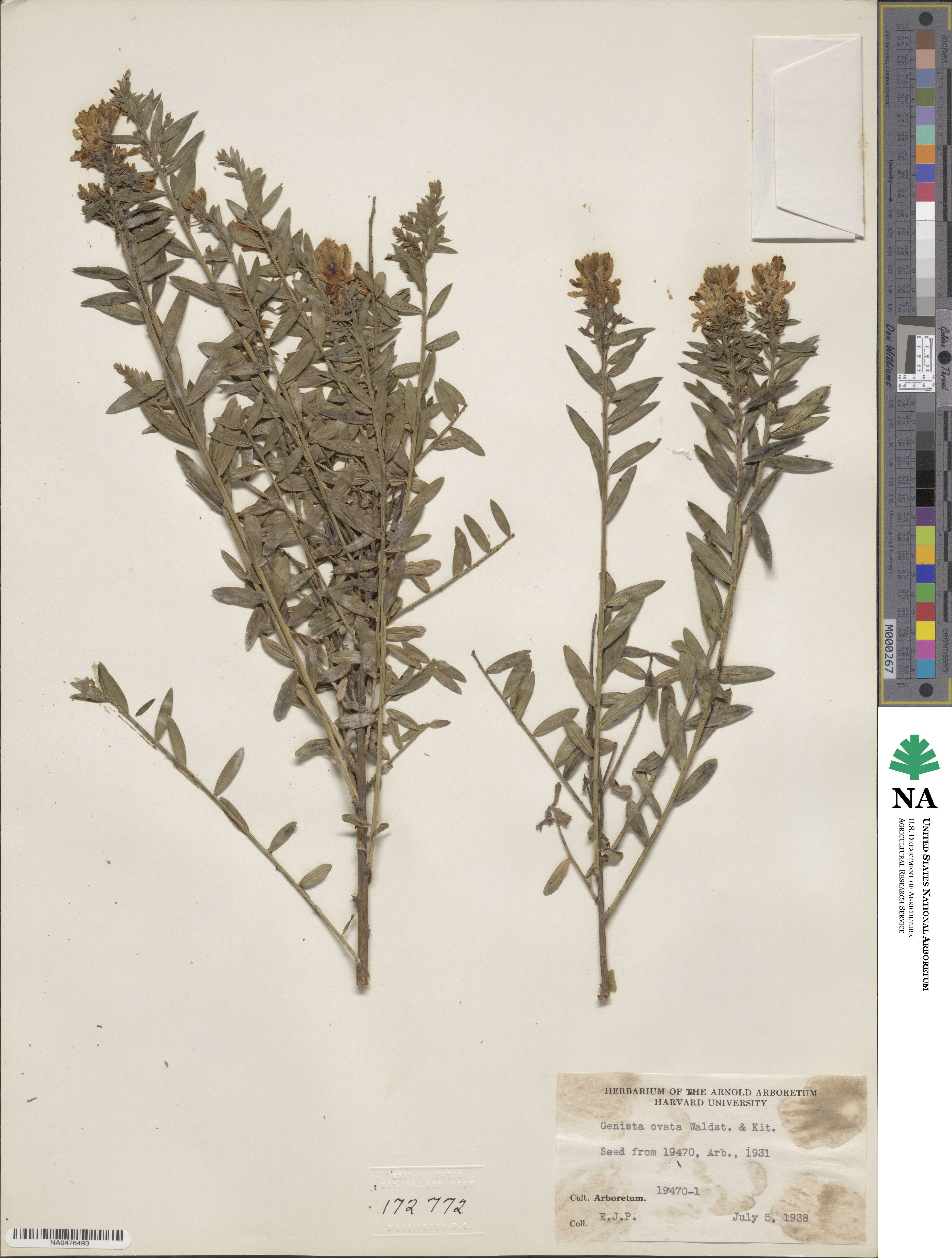 Genista ovata image